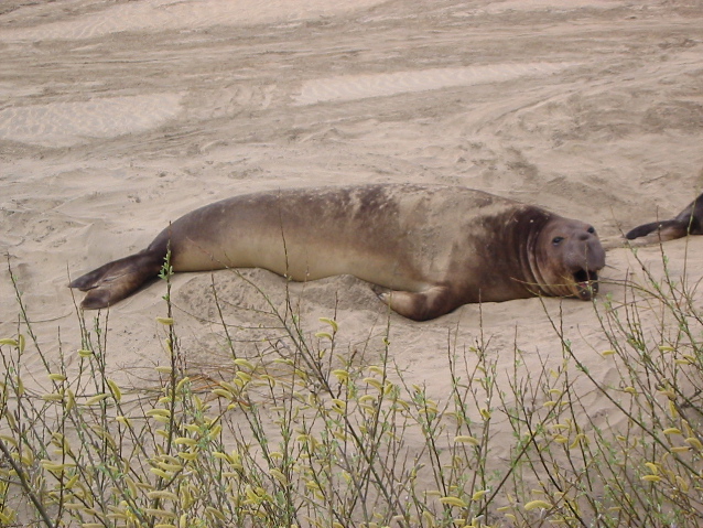 Elephant Seal